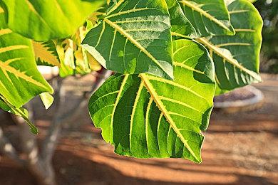 《魔女之泉R》将推出付费服装DLC 主机版2024年发售