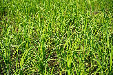 《战国无双5》免费试玩版上架Steam 存档可继承